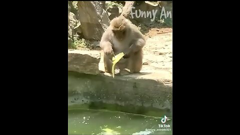 Funny animals