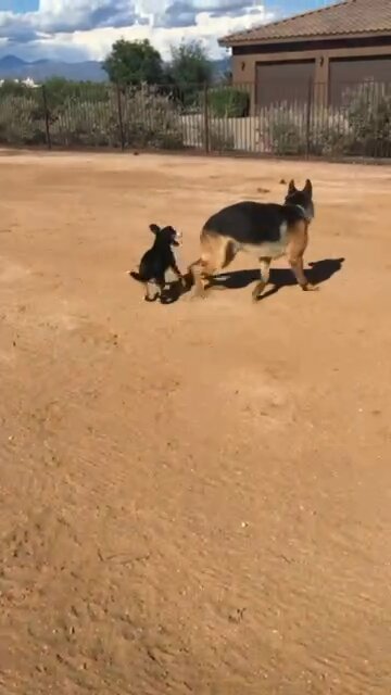 Brady and German Shepherd