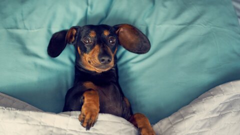 Morning routine with 2 mini Dachshunds, Rotina matinal 2 Dachshounds