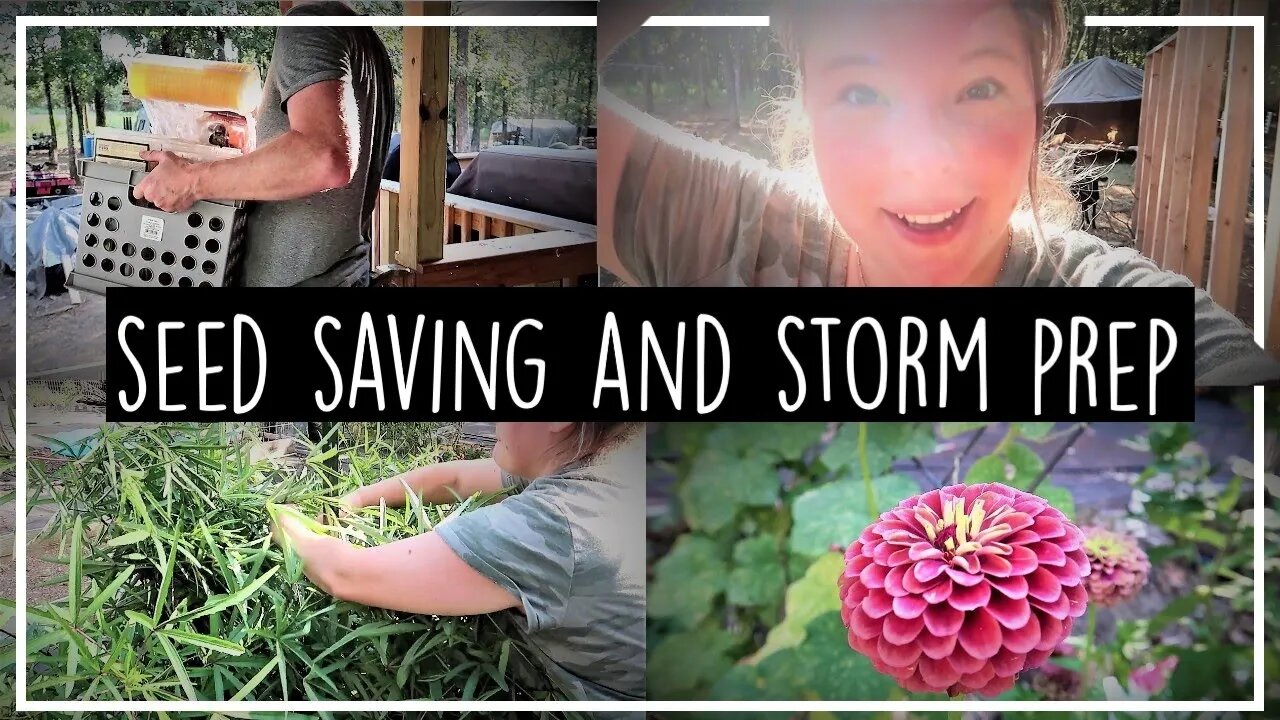 How We Prepare For A Storm//Saving Zinnia and Marigold Seeds//Prep