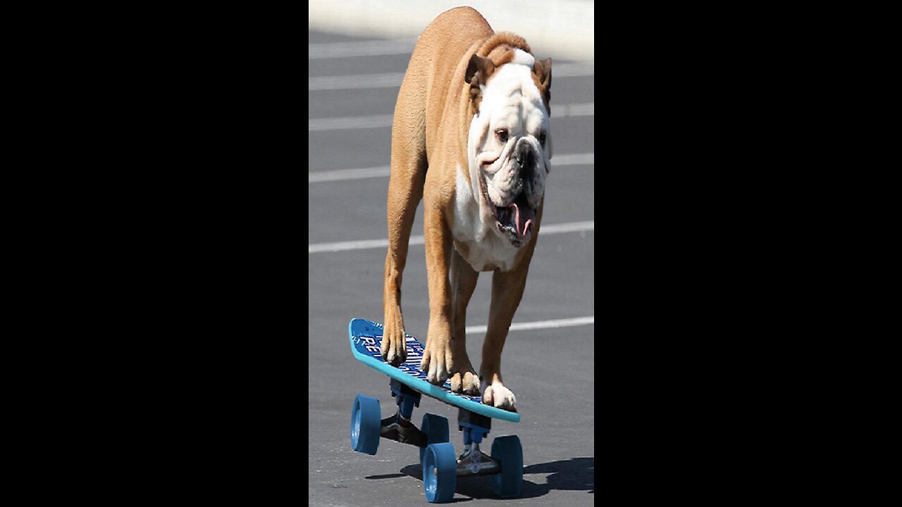 This SKATEBOARDING DOG is way cooler than you