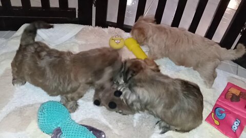 J Litter - 6 wks Today