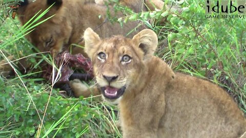 Lion Pride With Cubs And Some Leftovers From An Impala