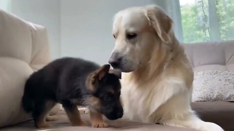 🐕 Golden Retriever meets German Sheperd Puppy for the First time!