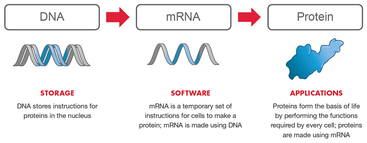 COVID BOMBSHELL! mRNA Vaccine Injects ‘Operating System’ into Body, 'Software of Life' Tech!