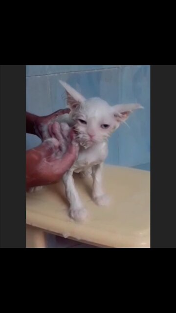Persian Cat Bathing