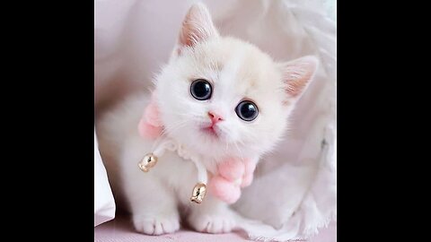 Cute cat video please watch this video