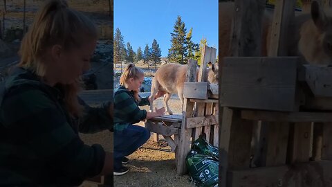 #homestead #homesteading #morningchores #coldday #farmgirl #peaceful #simplelife #pnw #usa
