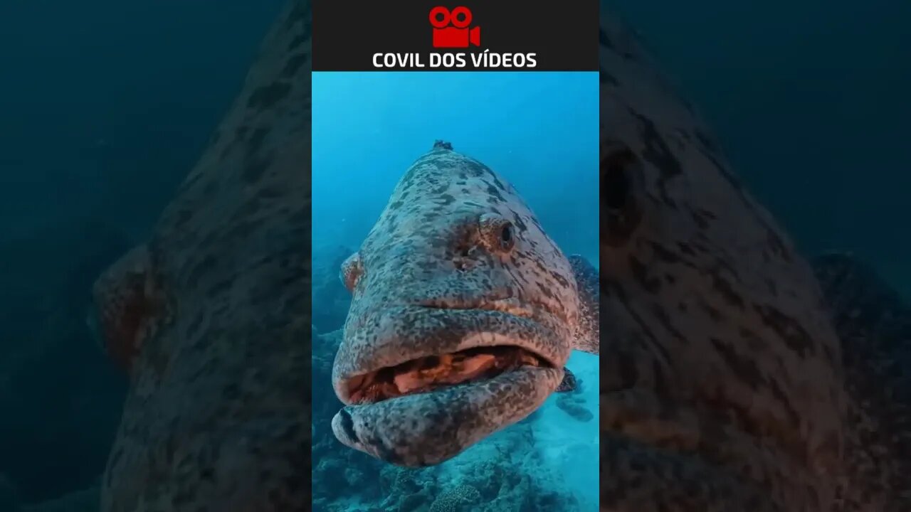 que peixe é esse?😱😱😱