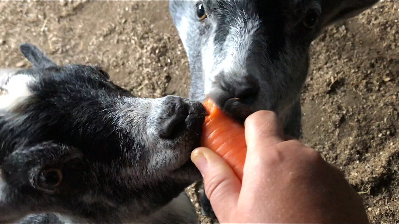 TWO YOUNG GOATS, ONE CARROT…