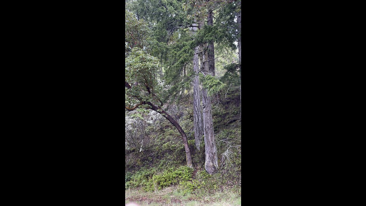 #nature# life in the forest