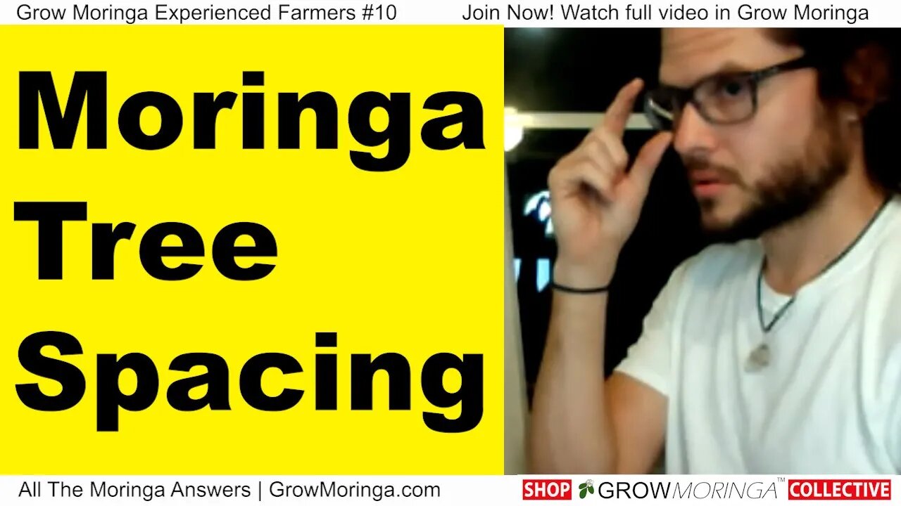 Moringa Tree Spacing