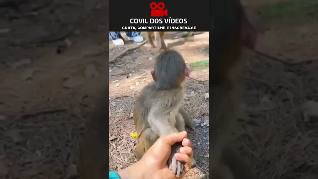 macaquinho leva susto ao ver quem está segurando sua mão