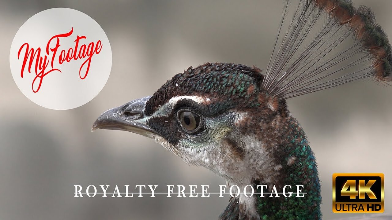 Peacock Opening Its Feathers 01 in 4K | Free Stock Footage | MyFootage Royalty Free No Copyright