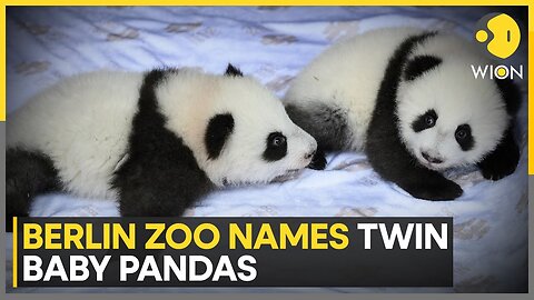 German Zoo Reveals Names of Twin Baby Pandas | World News | WION