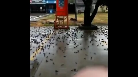 Birds dropping dead | These devils must be stopped!!