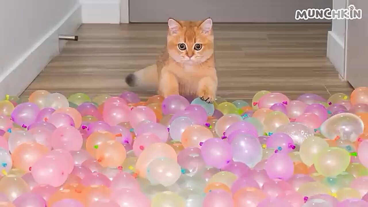 Funny animal