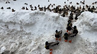 Huge clan of ducks James Gardens