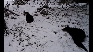 The Bank of a Creek in SE Alaska, mid Winter