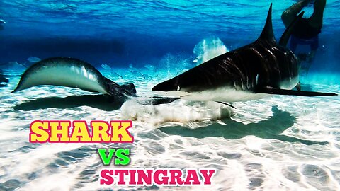 Stingray vs Shark - On Great Barrier Reef |