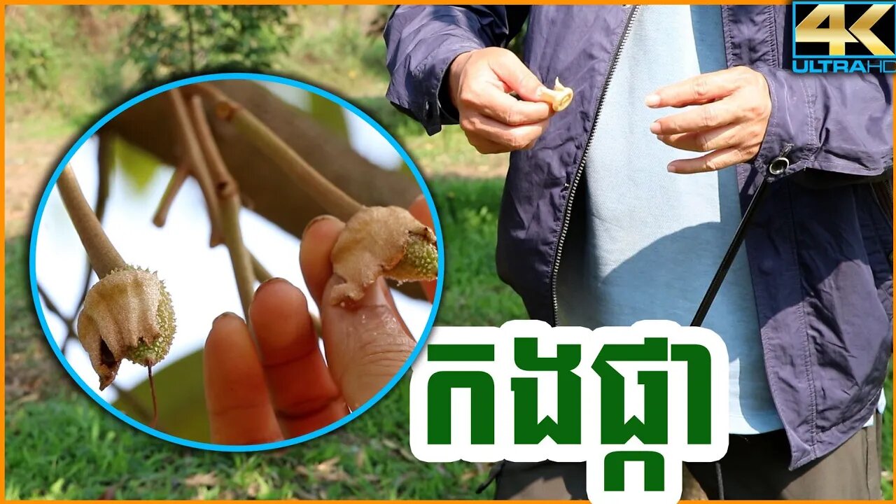 ពេលដែលបែកផ្កាត្រូវបេះកងចេញ / EX-M Cambodia Agriculture Of Durian