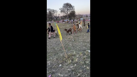 Desi Mela