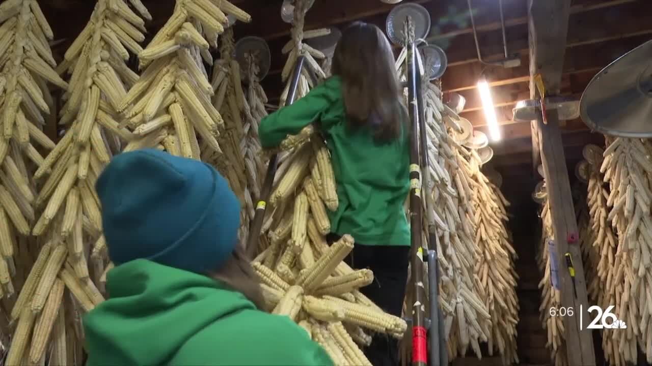 Cultivating corn and culture