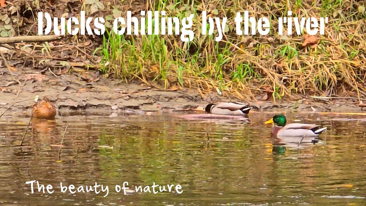 Ducks chilling by the river / beautiful water birds by the water.