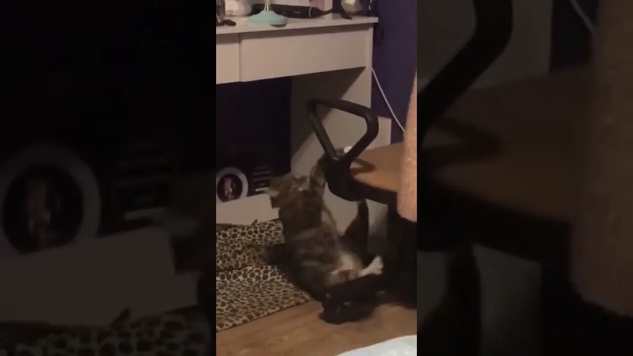 Funny Animals 162 funnycontent707