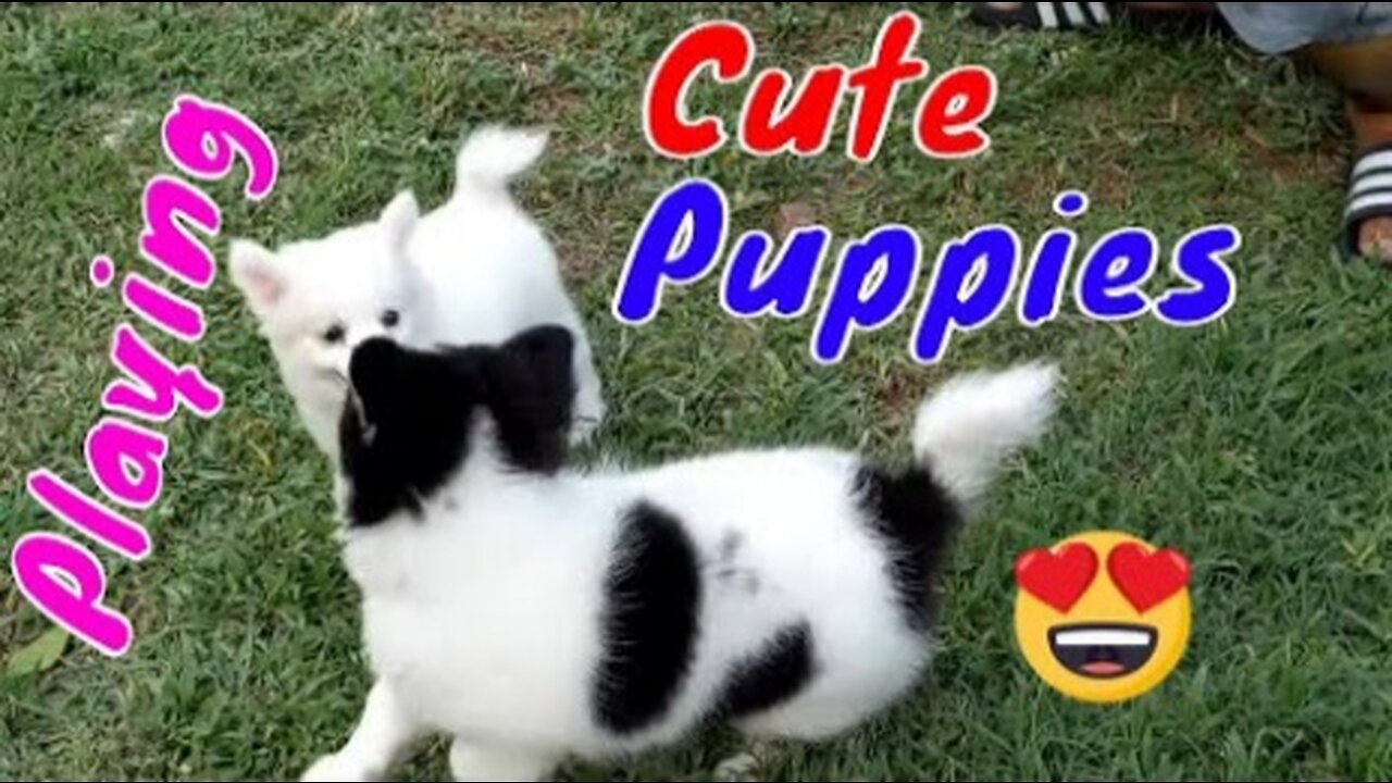 How Puppies React When Seeing Stranger - Running, Barking - Viral Dog Puppy