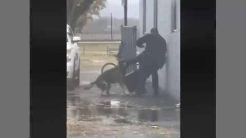 Police K9 Saves His Scared Handler - Some Good & Bad Here