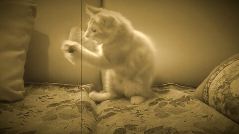 If cats was silent movie stars..