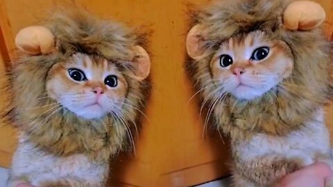 Cute little lion
