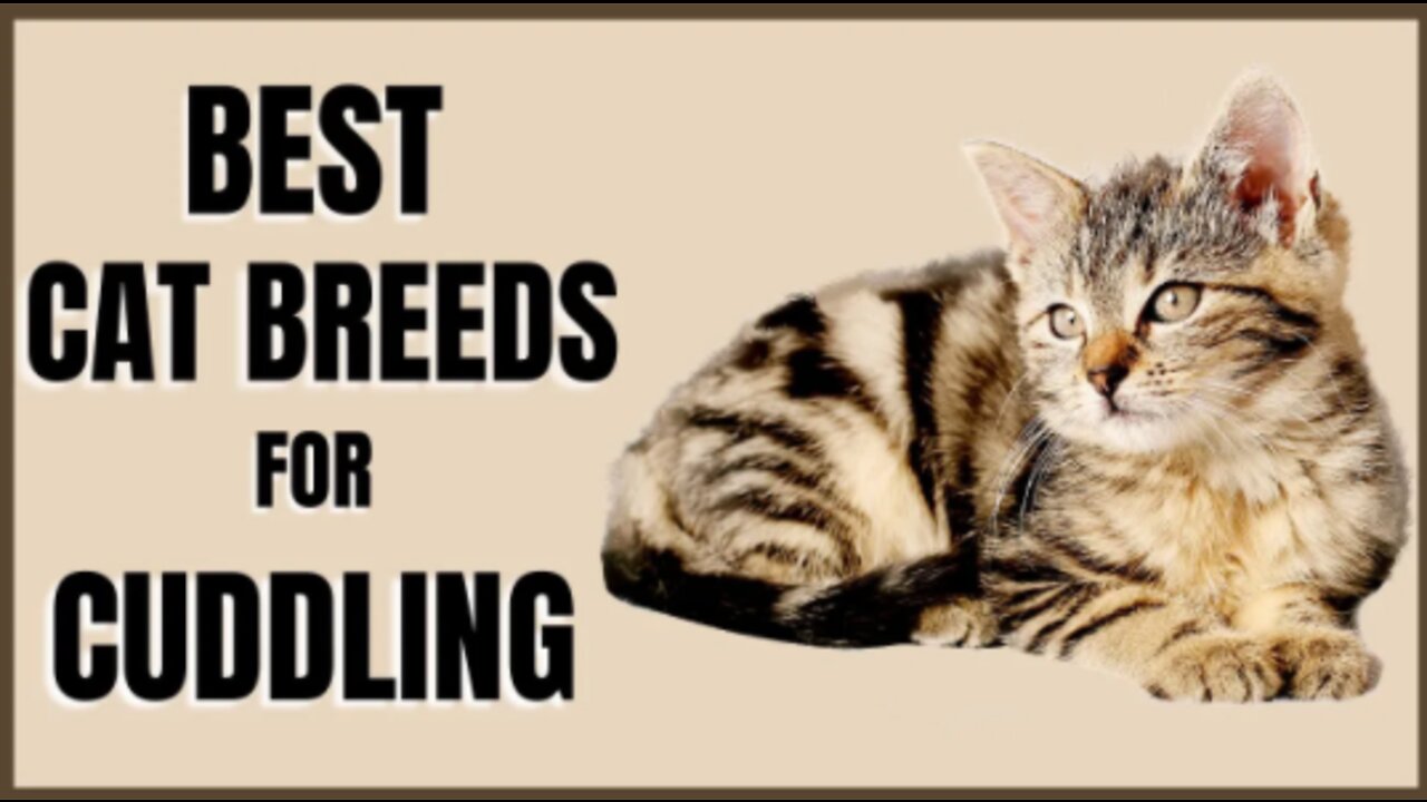 Top Best Cat Breeds for Cuddling 😽❤️