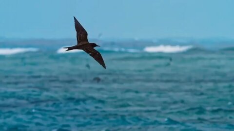 thousands of animals in the same ocean ~ 11