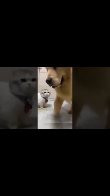 além de baixinho é muito folgado 😂😂