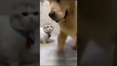 além de baixinho é muito folgado 😂😂