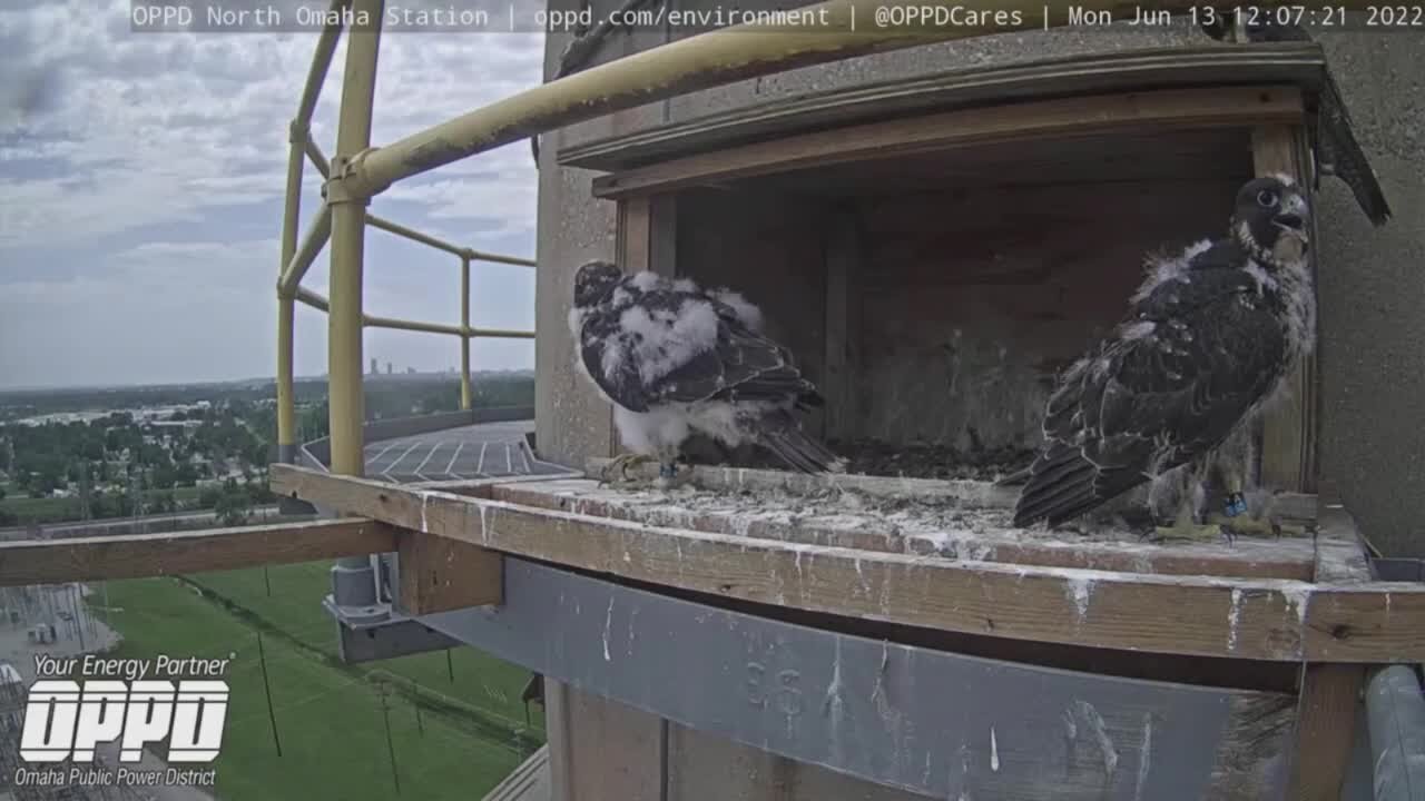 OPPD Falcon cam