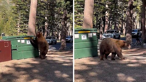 Giant bear tries to break into locked dumpster