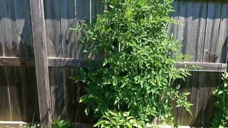 HowTo trim your tomato plants#TrimYourTomatoPlants￼