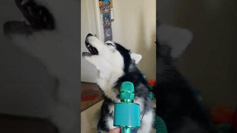 Husky Singing