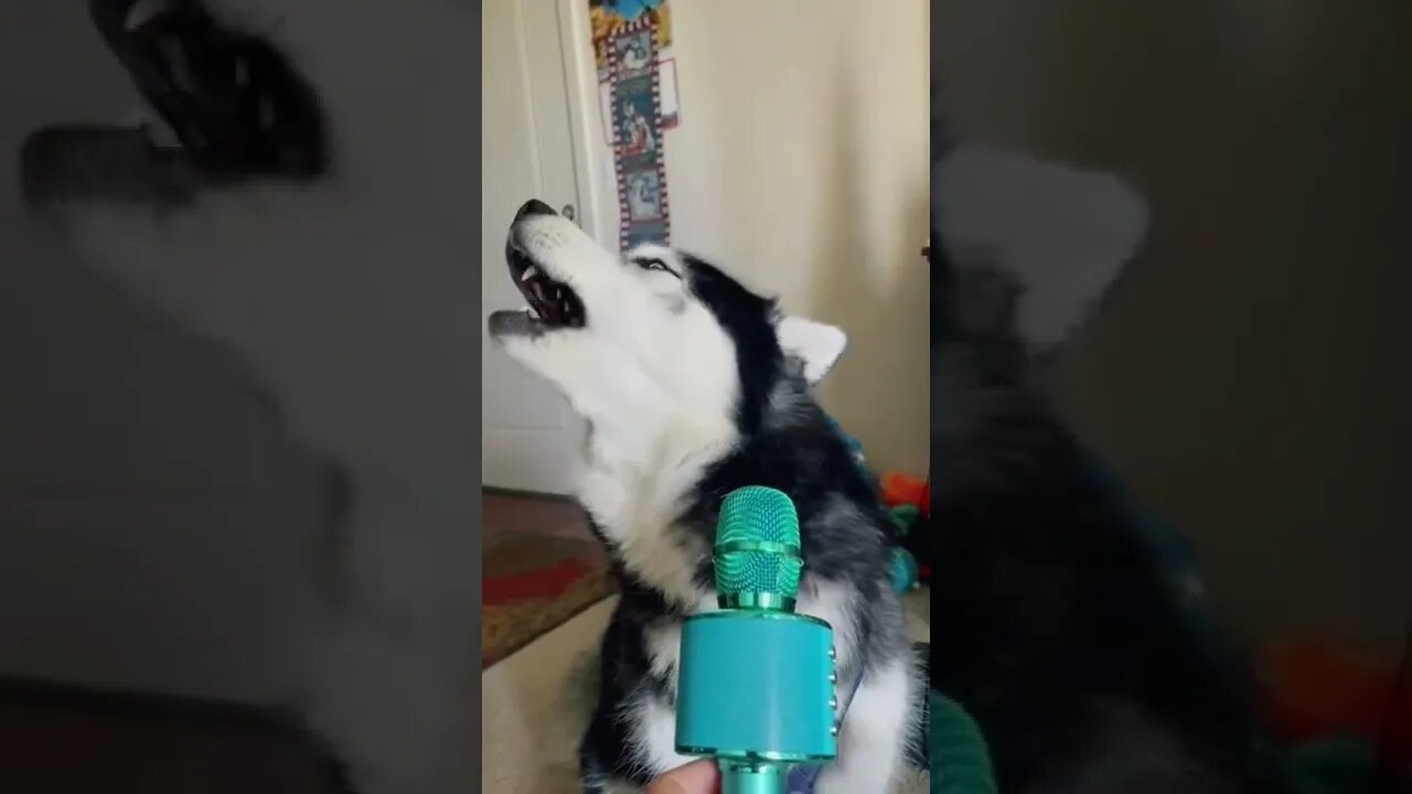 Husky Singing