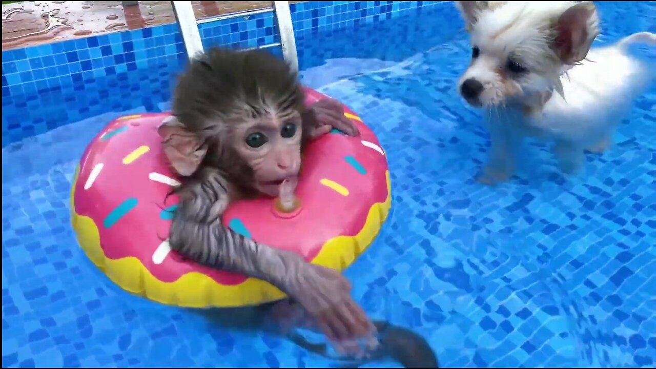 MONKEY PLAYING AT THE POOL with puppy and duckling in the garden - Long Tail Monkey