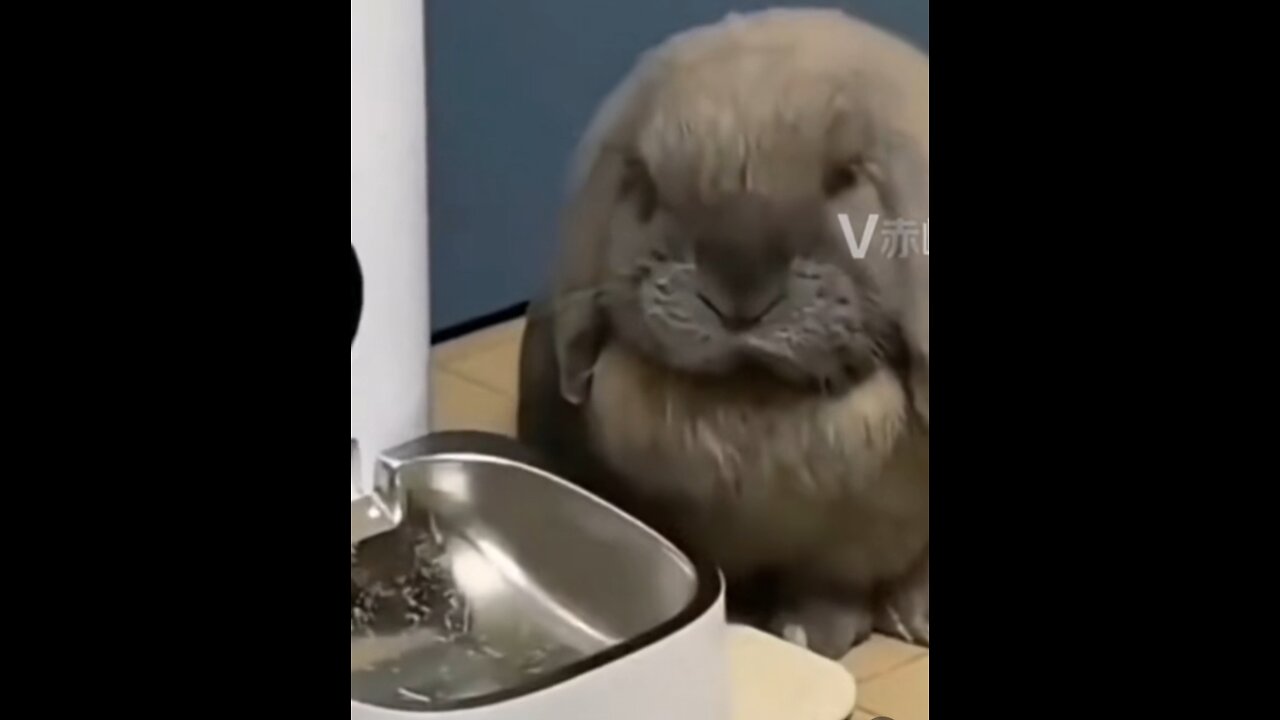 Cute rabbit eating😍😍😁😁😁