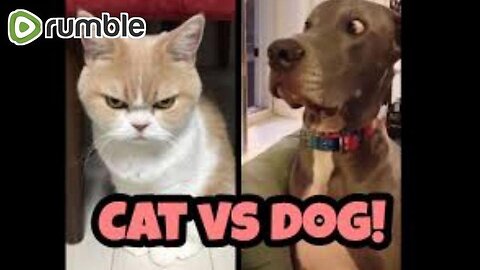 Cat vs dog fight