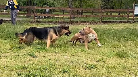 German Shepherd Attacks Pitbull [OFF LEASH DOG PARK]