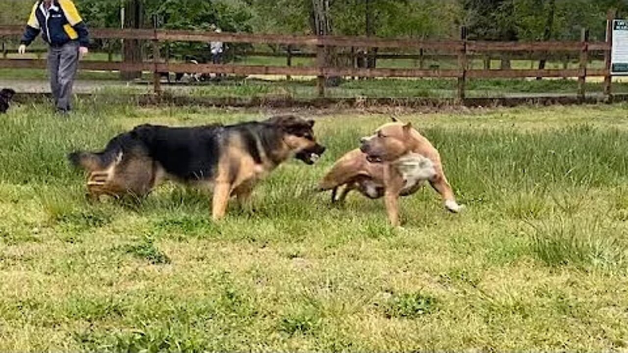 German Shepherd Attacks Pitbull [OFF LEASH DOG PARK]