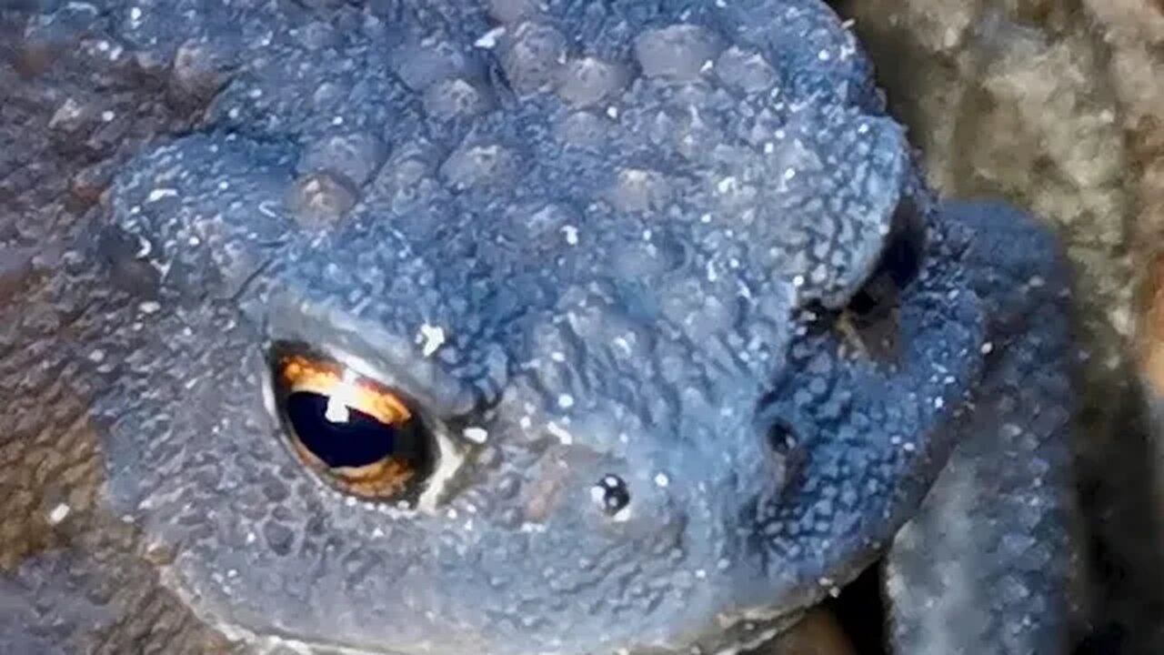 Tiny toad in the old rotten stump | World of tiny animals |