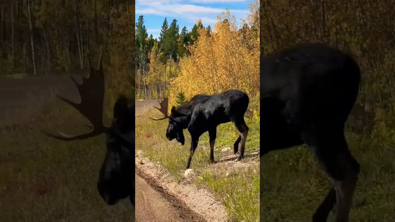 Huge Moose