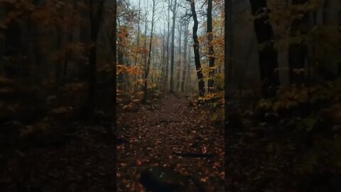 forest#happy place#rain day#rain@shorts